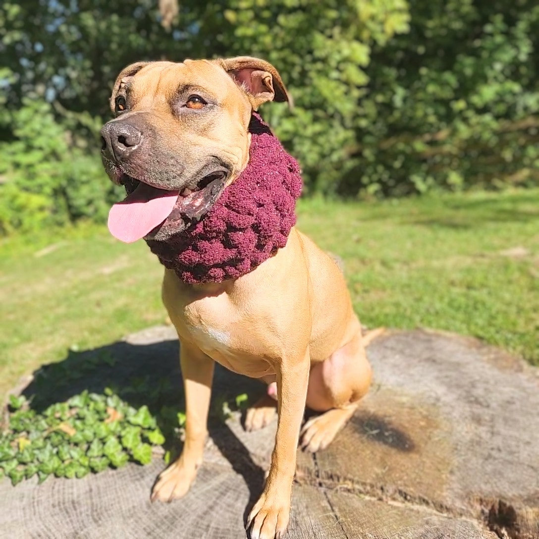 Sparkle Puff | Dog Cowl