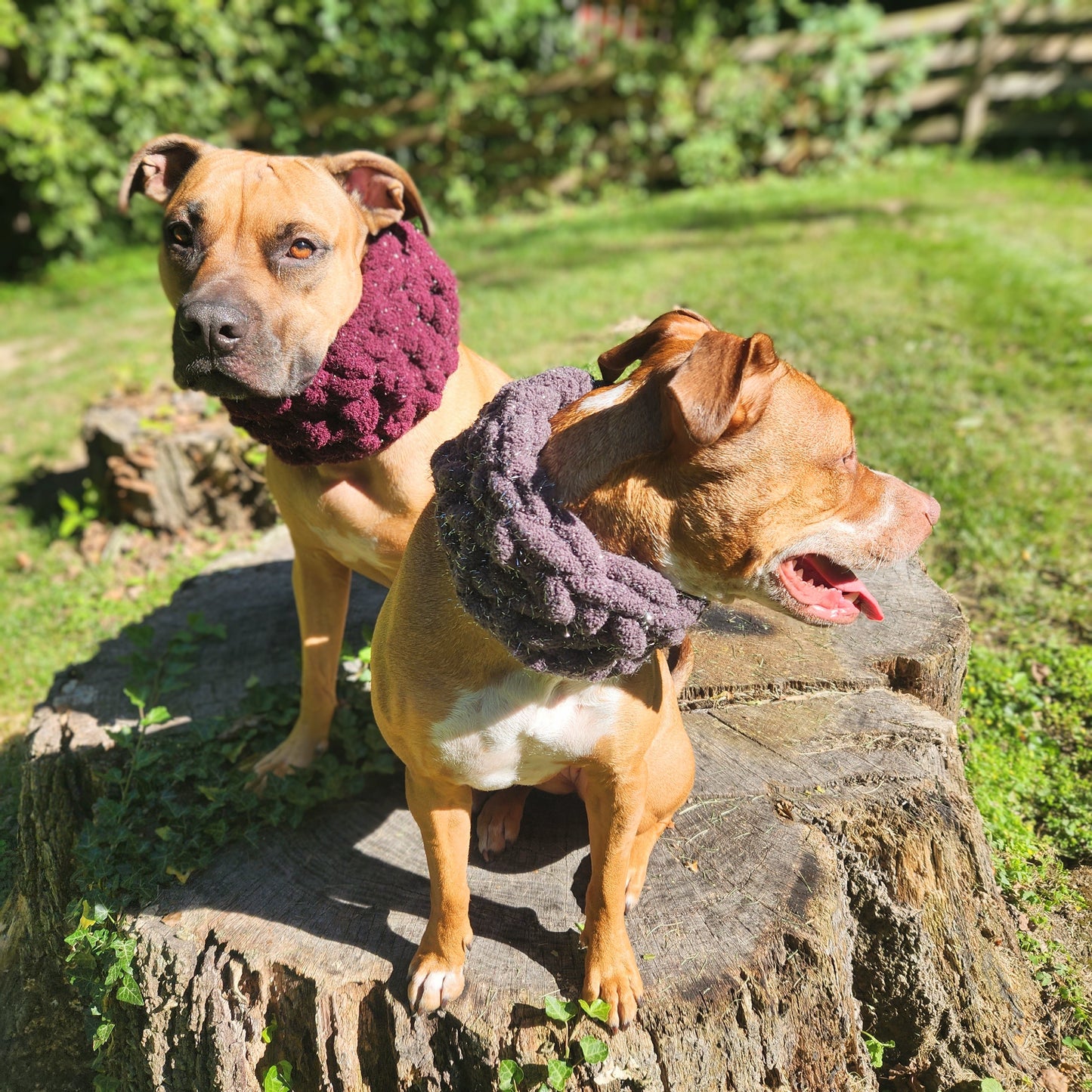 Sparkle Puff | Dog Cowl