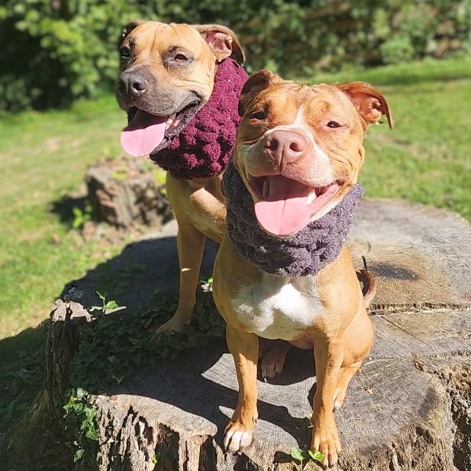 Sparkle Puff | Dog Cowl
